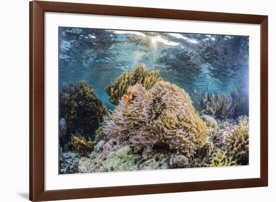 False clown anemonefish , Sebayur Island, Komodo Island Nat'l Park, Indonesia, Southeast Asia-Michael Nolan-Framed Photographic Print