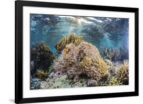 False clown anemonefish , Sebayur Island, Komodo Island Nat'l Park, Indonesia, Southeast Asia-Michael Nolan-Framed Photographic Print