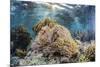 False clown anemonefish , Sebayur Island, Komodo Island Nat'l Park, Indonesia, Southeast Asia-Michael Nolan-Mounted Photographic Print