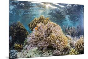 False clown anemonefish , Sebayur Island, Komodo Island Nat'l Park, Indonesia, Southeast Asia-Michael Nolan-Mounted Photographic Print