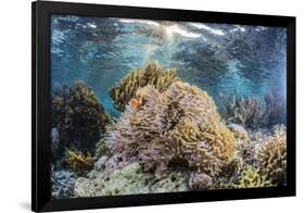 False clown anemonefish , Sebayur Island, Komodo Island Nat'l Park, Indonesia, Southeast Asia-Michael Nolan-Framed Photographic Print