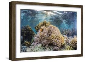 False clown anemonefish , Sebayur Island, Komodo Island Nat'l Park, Indonesia, Southeast Asia-Michael Nolan-Framed Photographic Print