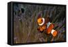 False Clown Anemonefish-null-Framed Stretched Canvas