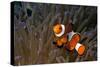 False Clown Anemonefish-null-Stretched Canvas