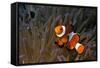 False Clown Anemonefish-null-Framed Stretched Canvas