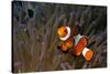 False Clown Anemonefish-null-Stretched Canvas