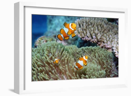 False Clown Anemonefish-Georgette Douwma-Framed Photographic Print