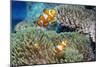 False Clown Anemonefish-Georgette Douwma-Mounted Photographic Print