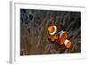 False Clown Anemonefish-null-Framed Photographic Print