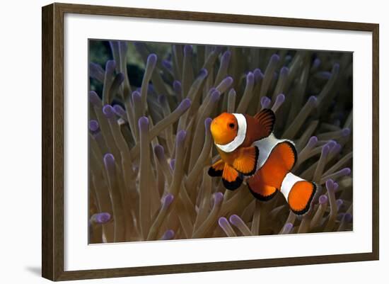 False Clown Anemonefish-null-Framed Photographic Print