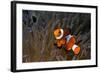 False Clown Anemonefish-null-Framed Photographic Print