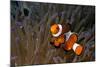 False Clown Anemonefish-null-Mounted Photographic Print