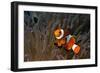 False Clown Anemonefish-null-Framed Photographic Print