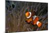 False Clown Anemonefish-null-Mounted Photographic Print