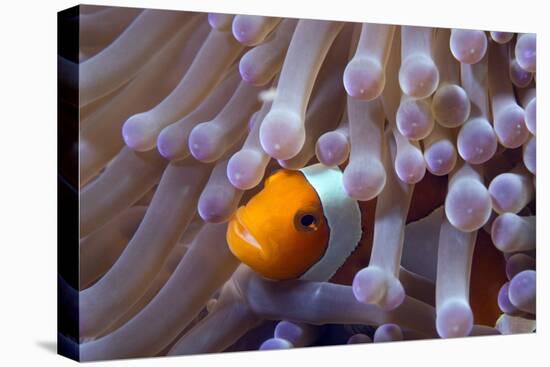 False Clown Anenomefish (Amphiprion Ocellaris) in the Tentacles of its Host Anemone-Louise Murray-Stretched Canvas