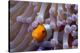 False Clown Anenomefish (Amphiprion Ocellaris) in the Tentacles of its Host Anemone-Louise Murray-Stretched Canvas