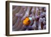 False Clown Anenomefish (Amphiprion Ocellaris) in the Tentacles of its Host Anemone-Louise Murray-Framed Photographic Print