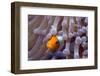 False Clown Anenomefish (Amphiprion Ocellaris) in the Tentacles of its Host Anemone-Louise Murray-Framed Photographic Print