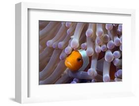 False Clown Anenomefish (Amphiprion Ocellaris) in the Tentacles of its Host Anemone-Louise Murray-Framed Photographic Print