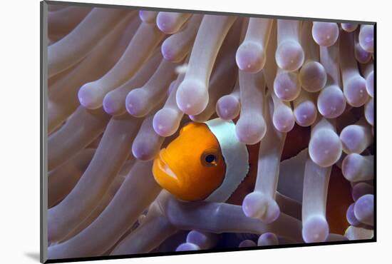 False Clown Anenomefish (Amphiprion Ocellaris) in the Tentacles of its Host Anemone-Louise Murray-Mounted Photographic Print