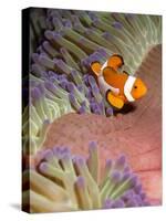 False Clown Anenomefish (Amphiprion Ocellaris) in the Tentacles of its Host Anenome-Louise Murray-Stretched Canvas