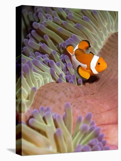 False Clown Anenomefish (Amphiprion Ocellaris) in the Tentacles of its Host Anenome-Louise Murray-Stretched Canvas