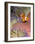 False Clown Anenomefish (Amphiprion Ocellaris) in the Tentacles of its Host Anenome-Louise Murray-Framed Photographic Print