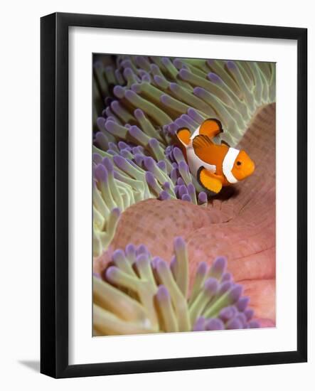 False Clown Anenomefish (Amphiprion Ocellaris) in the Tentacles of its Host Anenome-Louise Murray-Framed Photographic Print