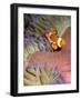 False Clown Anenomefish (Amphiprion Ocellaris) in the Tentacles of its Host Anenome-Louise Murray-Framed Photographic Print