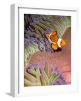 False Clown Anenomefish (Amphiprion Ocellaris) in the Tentacles of its Host Anenome-Louise Murray-Framed Photographic Print