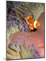 False Clown Anenomefish (Amphiprion Ocellaris) in the Tentacles of its Host Anenome-Louise Murray-Mounted Photographic Print