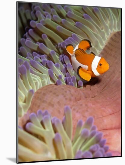 False Clown Anenomefish (Amphiprion Ocellaris) in the Tentacles of its Host Anenome-Louise Murray-Mounted Photographic Print