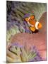 False Clown Anenomefish (Amphiprion Ocellaris) in the Tentacles of its Host Anenome-Louise Murray-Mounted Photographic Print