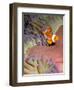 False Clown Anenomefish (Amphiprion Ocellaris) in the Tentacles of its Host Anenome-Louise Murray-Framed Photographic Print