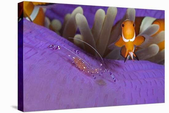 False clownfish and Commensal shrimp in Sea anemone, Central Visayas, Philippines, Pacific Ocean-Franco Banfi-Stretched Canvas