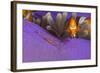 False clownfish and Commensal shrimp in Sea anemone, Central Visayas, Philippines, Pacific Ocean-Franco Banfi-Framed Photographic Print