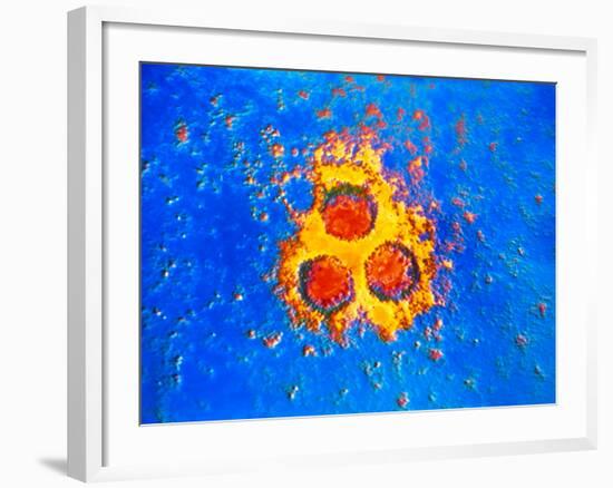 False-col TEM of Varicella-Zoster Virus Particles-null-Framed Photographic Print