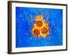 False-col TEM of Varicella-Zoster Virus Particles-null-Framed Photographic Print