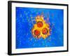 False-col TEM of Varicella-Zoster Virus Particles-null-Framed Photographic Print