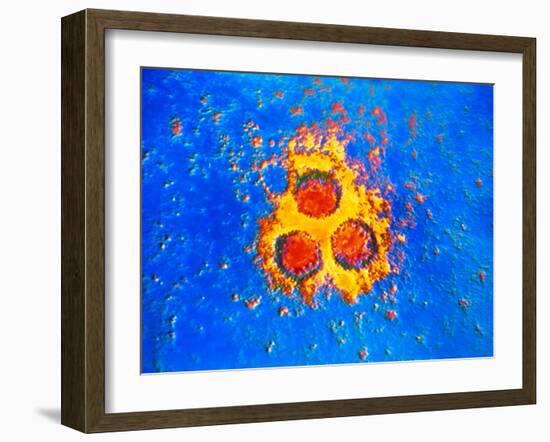 False-col TEM of Varicella-Zoster Virus Particles-null-Framed Photographic Print