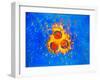 False-col TEM of Varicella-Zoster Virus Particles-null-Framed Photographic Print