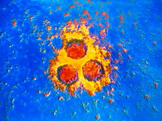 Photographic Print, , large