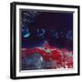 False-Color Aerial Image of Ne Australia and Great Barrier Reef, Taken from Space Shuttle-null-Framed Photographic Print