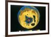 False Colour Image of Antarctic Ozone Hole, 30 November 1992-null-Framed Giclee Print