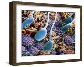 False-colour SEM of Human Sperm In the Uterus-P.m. Motta-Framed Photographic Print