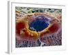 False-colour SEM of Retina Featuring Central Fovea-P. Motta-Framed Photographic Print