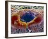 False-colour SEM of Retina Featuring Central Fovea-P. Motta-Framed Photographic Print