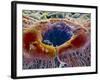 False-colour SEM of Retina Featuring Central Fovea-P. Motta-Framed Photographic Print