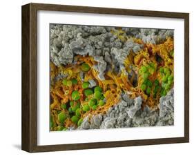 False-coloured SEM of a cleaved sample of crustose lichen-Alex Hyde-Framed Photographic Print