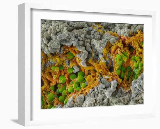 False-coloured SEM of a cleaved sample of crustose lichen-Alex Hyde-Framed Photographic Print